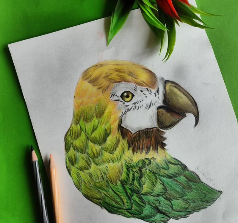 Hobby Classes