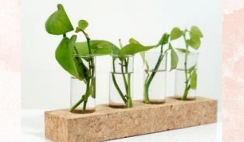 Cork Planter